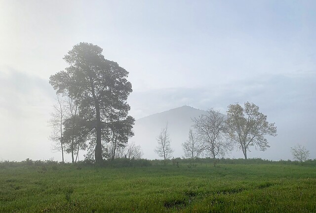 a tree in morning fog