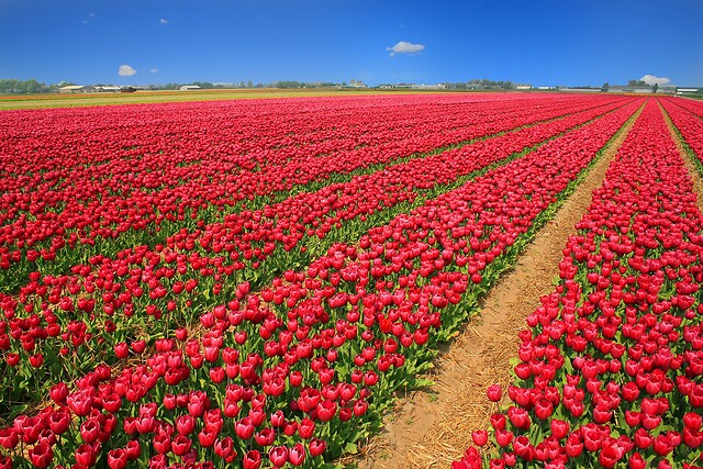 a field of tulips